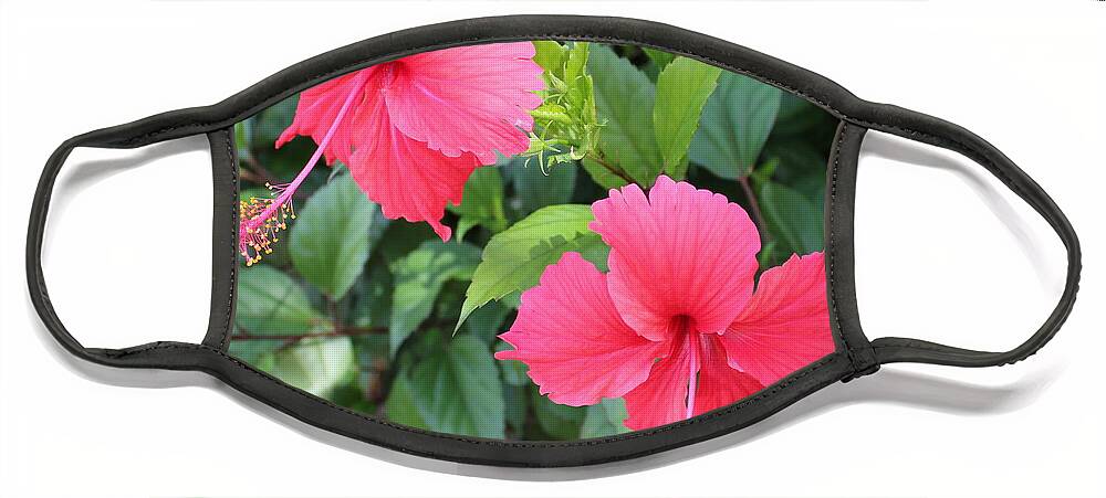 Tropics Face Mask featuring the photograph 2 Hibiscus by Ruth Kamenev
