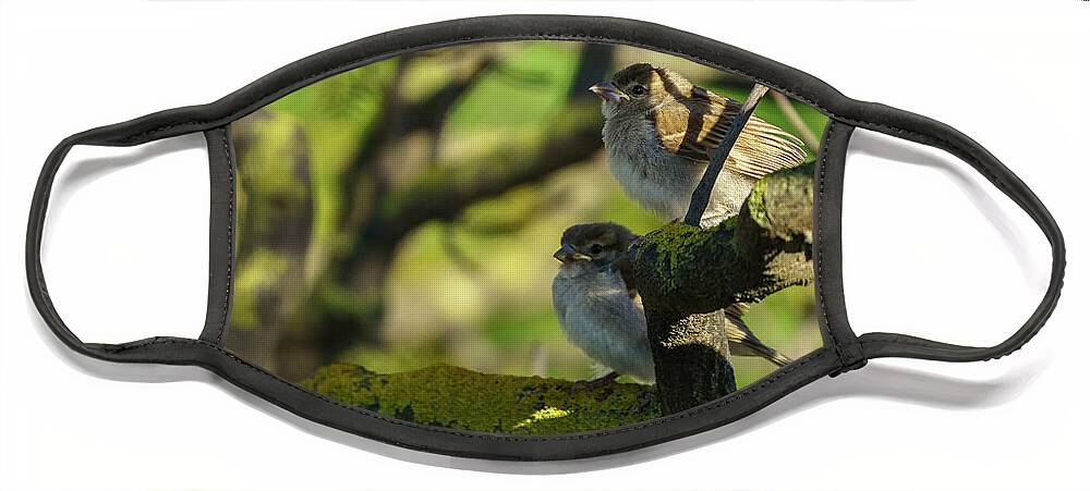 Mediterranean Sea Face Mask featuring the photograph Pair of Spanish Sparrows Perched on a Tree #1 by Pablo Avanzini