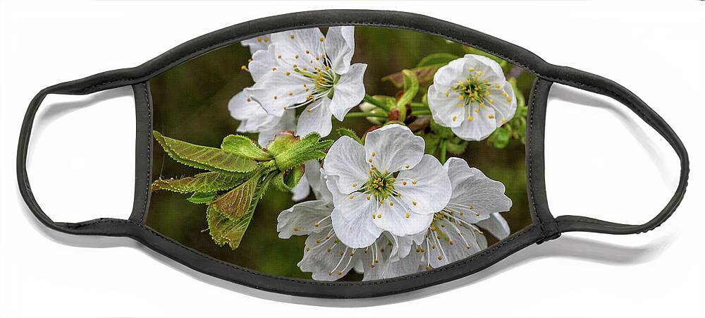 Prunus-avium Face Mask featuring the photograph Spring is in the Air #1 by Bernd Laeschke