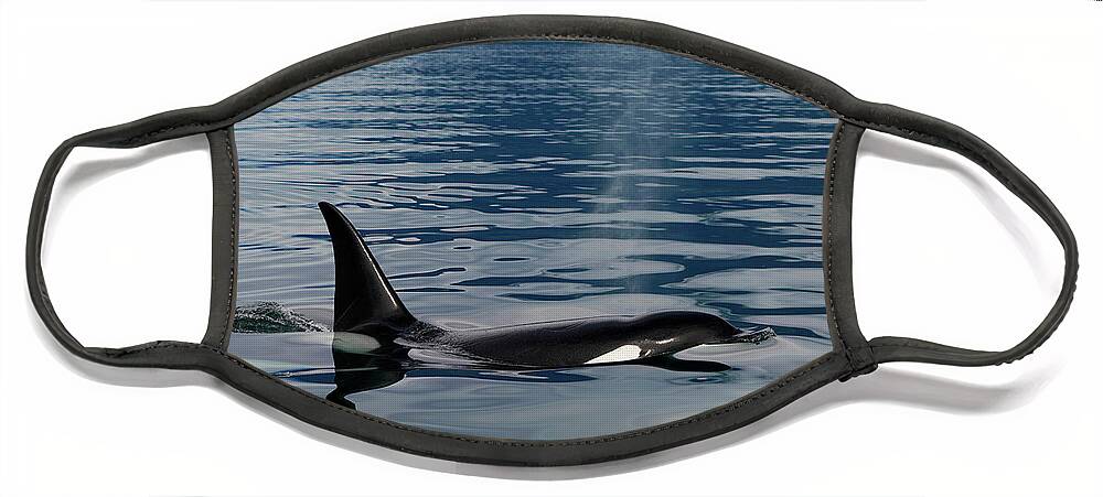 00584698 Face Mask featuring the photograph Surfacing Orca In Inside Passage #2 by Hiroya Minakuchi