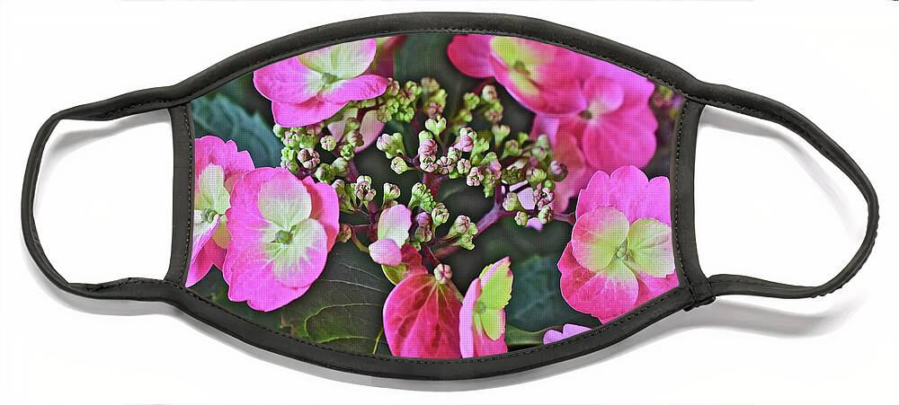 Flowers Face Mask featuring the photograph 2019 June At the Gardens Tuff Stuff Hydrangea by Janis Senungetuk