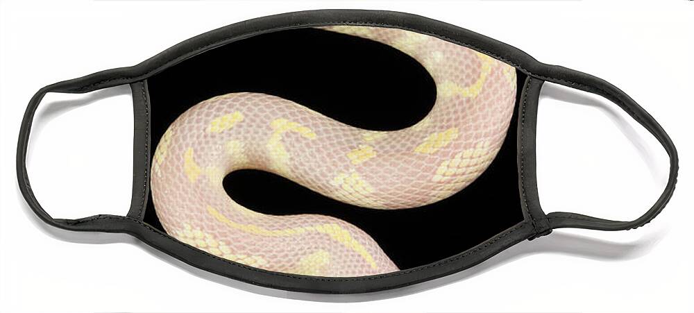Albinic Face Mask featuring the photograph Albino California Kingsnake #3 by David Kenny