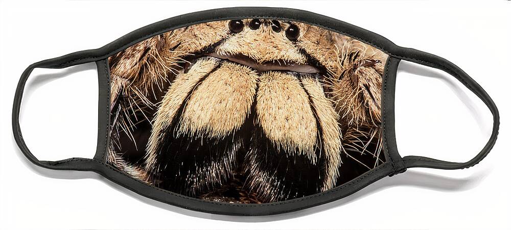 Animal Face Mask featuring the photograph David Bowie Spider, Heteropoda #3 by Dante Fenolio