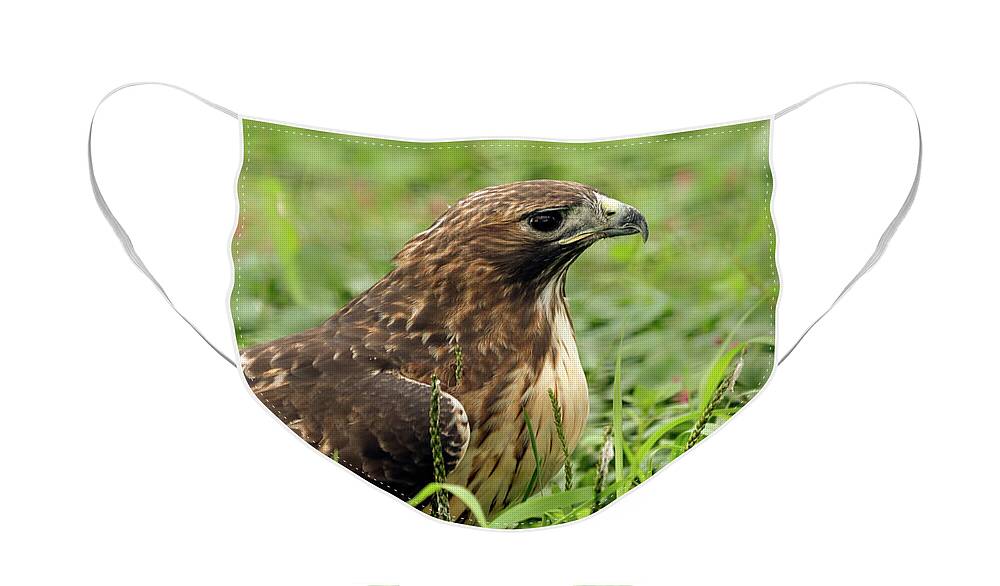 Red Tailed Hawk Face Mask featuring the photograph Red tailed hawk #3 by Sam Rino