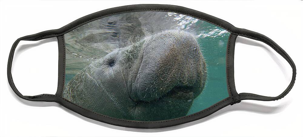 00544878 Face Mask featuring the photograph West Indian Manatee by Tim Fitzharris