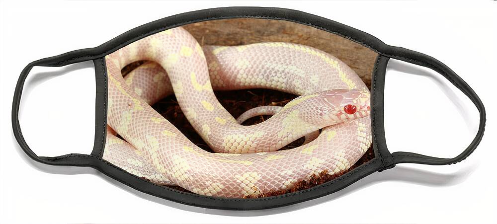 Albinic Face Mask featuring the photograph Albino California Kingsnake #4 by David Kenny