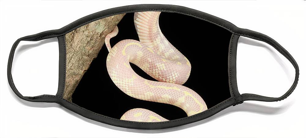 Albinic Face Mask featuring the photograph Albino California Kingsnake #5 by David Kenny