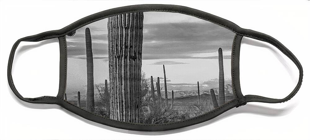 Disk1216 Face Mask featuring the photograph Saguaro Cacti, Arizona #5 by Tim Fitzharris