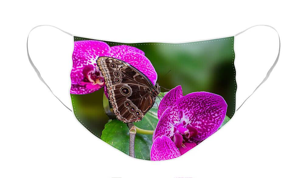 Butterfly Face Mask featuring the photograph A Butterfly Atop Three Orchid Flowers by L Bosco