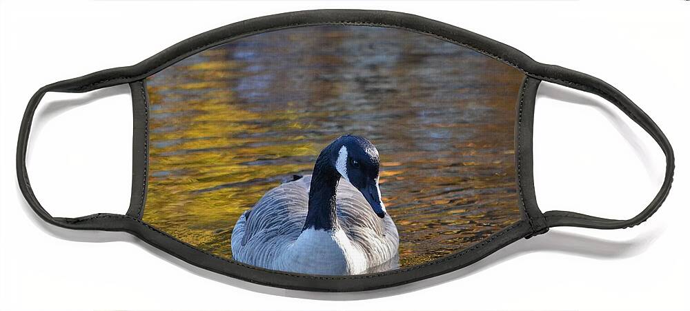 Goose Face Mask featuring the photograph A Fine Float by Dani McEvoy