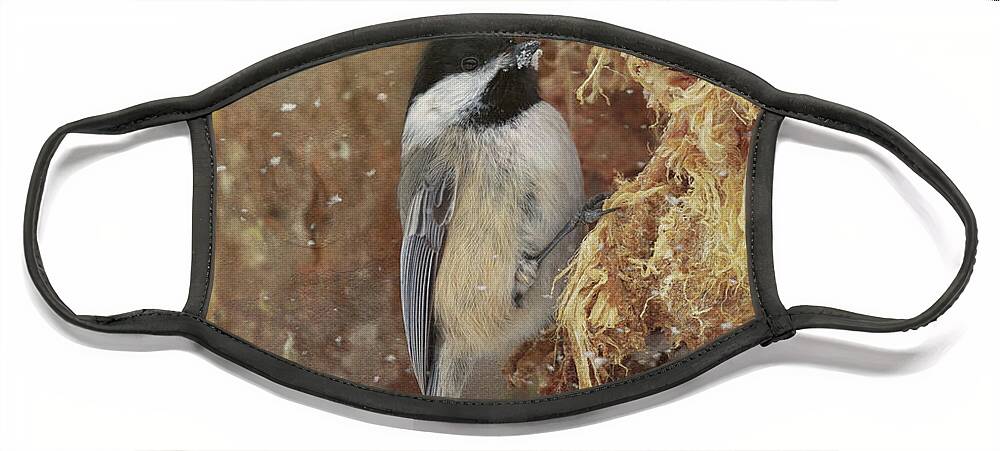 Black Capped Chickadee Face Mask featuring the photograph A Snowy Chickadee by Susan Rissi Tregoning