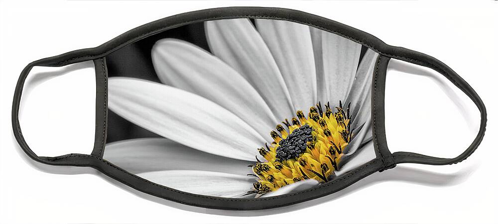 Osteospermum Face Mask featuring the photograph African Daisy 3 by Nigel R Bell