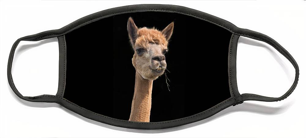 Alpaca Head Face Mask featuring the photograph Alpaca Head by Jean Noren