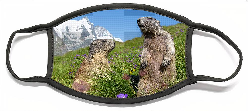 Two Face Mask featuring the photograph Alpine Marmot Pair by Arterra Picture Library