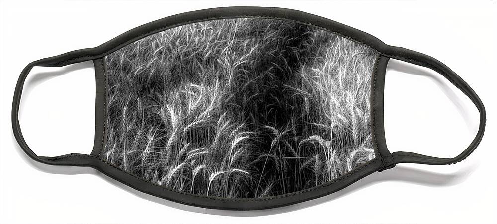 Austria Face Mask featuring the photograph Amber Waves of Grain in Black and White by Debra and Dave Vanderlaan