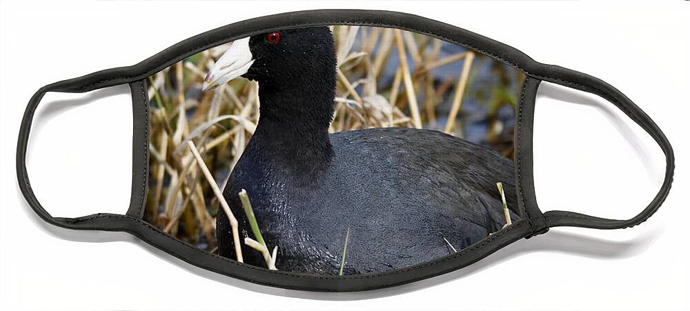 Coot Face Mask featuring the photograph American Coot Portrait by Sue Harper