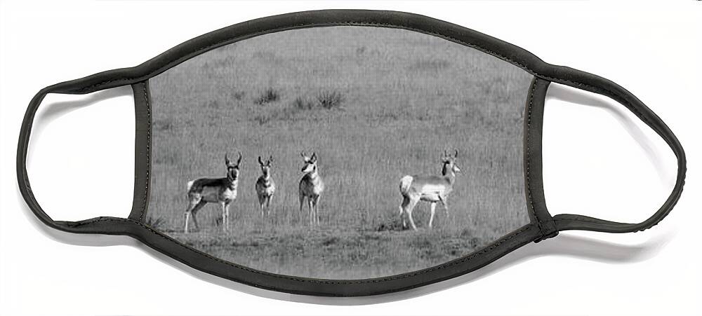 Richard E. Porter Face Mask featuring the photograph Antelope - Hwy. 207, Texas Panhandle by Richard Porter
