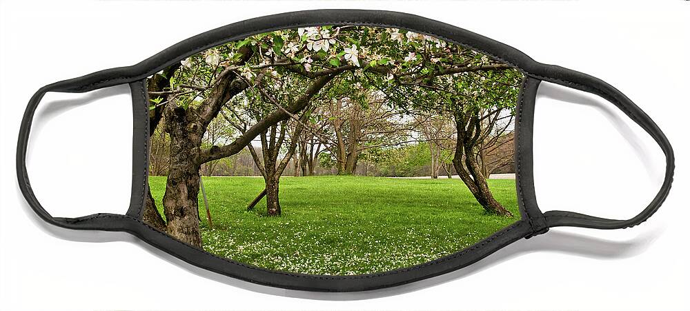 Spring Face Mask featuring the photograph Apple Orchard by Minnie Gallman