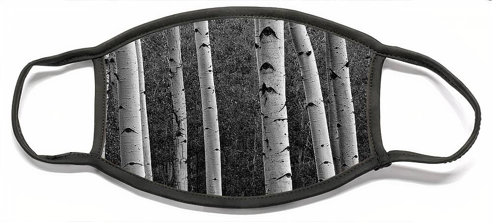 Aspen Trees Face Mask featuring the photograph Aspen in Black and White by Dave Dilli