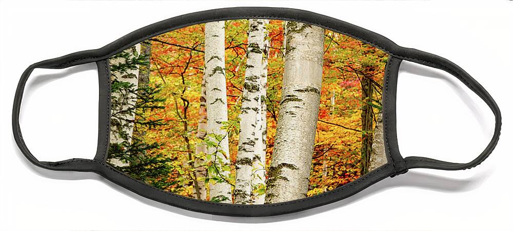 Autumn Face Mask featuring the photograph Autumn Birch by Jeff Sinon