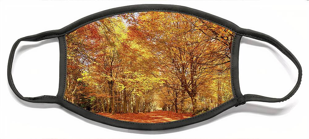 Norfolk Face Mask featuring the photograph Norfolk's great autumn forest trees by Simon Bratt