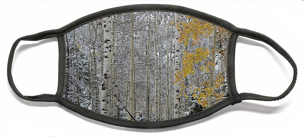 Aspens Face Mask featuring the photograph Autumn Gives Way To Winter by Ron Weathers