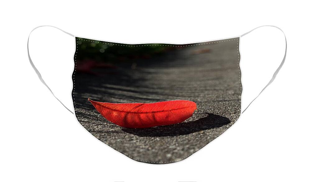 Landscape Face Mask featuring the photograph Autumn Kissing Sidewalk by Richard Thomas