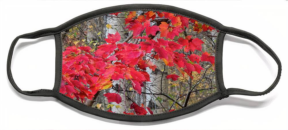 Jeff Foott Face Mask featuring the photograph Autumn Sugar Maple In Acadia by Jeff Foott