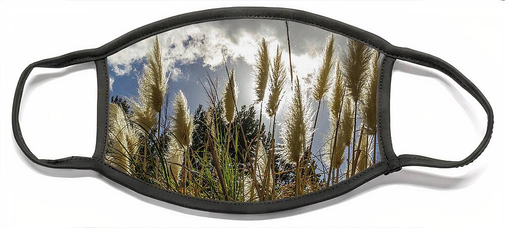 Culver City Face Mask featuring the photograph Backlit Pampas Grass by Roslyn Wilkins