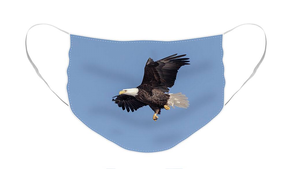 American Bald Eagle Face Mask featuring the photograph Bald Eagle 2019-11 by Thomas Young