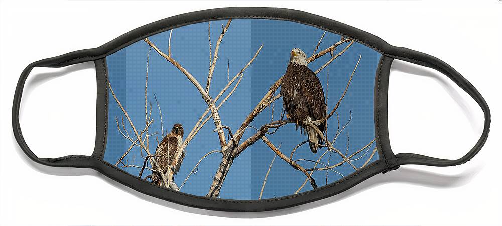 Bald Eagle Face Mask featuring the photograph Bald Eagle and Red Tailed Hawk Share a Roost by Tony Hake