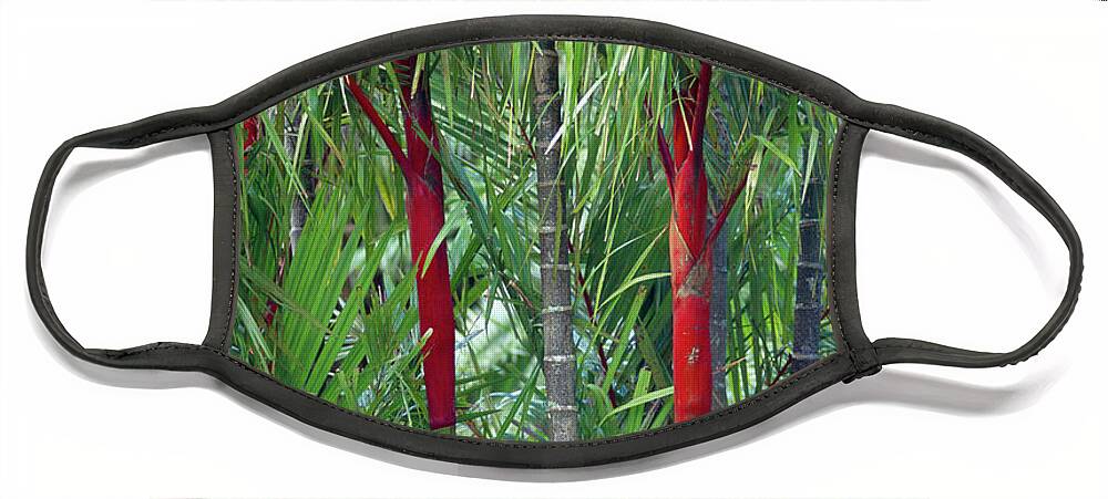 Photography Face Mask featuring the photograph Bamboo And Palm Trees In A Forest by Panoramic Images