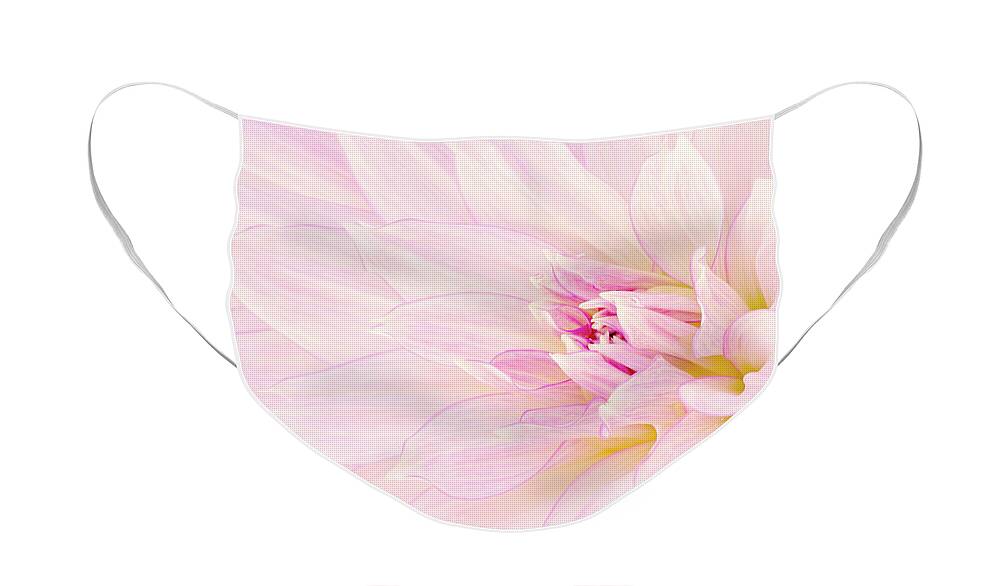 Dahlia Face Mask featuring the photograph Barely There Dahlia by Mary Jo Allen