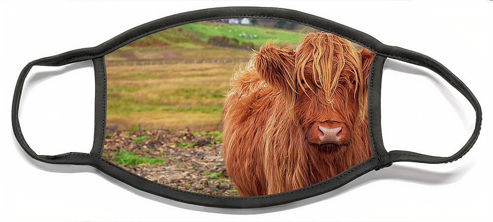 Beautiful Highland Cow Face Mask featuring the photograph Beautiful Highland Cow by Elizabeth Dow