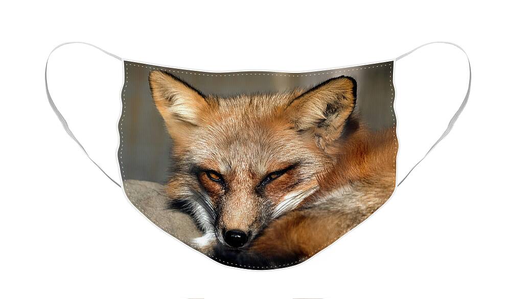 Fox Face Mask featuring the photograph Beautiful red fox closeup by Sam Rino