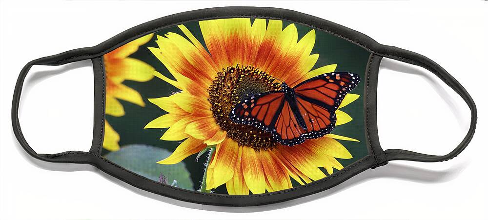 Flowers Face Mask featuring the photograph Beautiful Sunflower with Monarch Butterfly by Trina Ansel