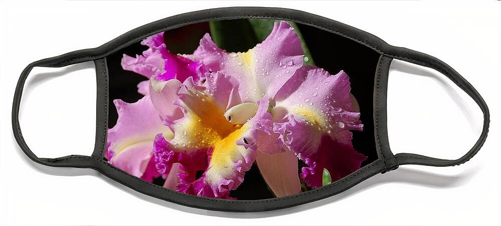 Orchid Face Mask featuring the photograph Best Cattleya by Nancy Ayanna Wyatt