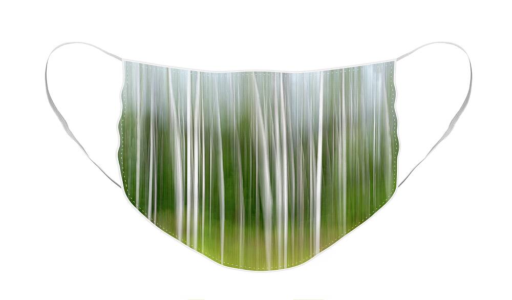 Trees Face Mask featuring the photograph Birch trees abstract by Delphimages Photo Creations