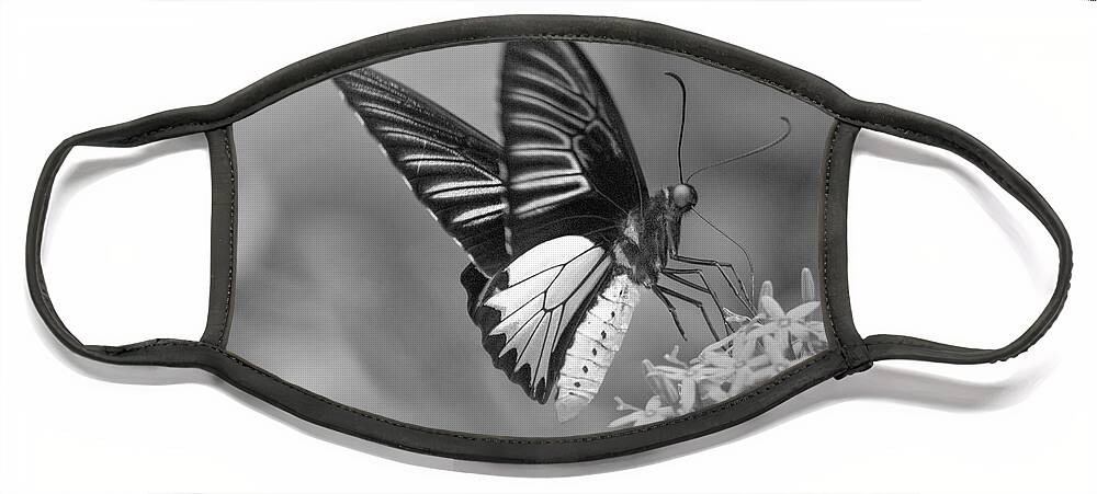 Disk1215 Face Mask featuring the photograph Birdwing Butterfly Feeding by Tim Fitzharris