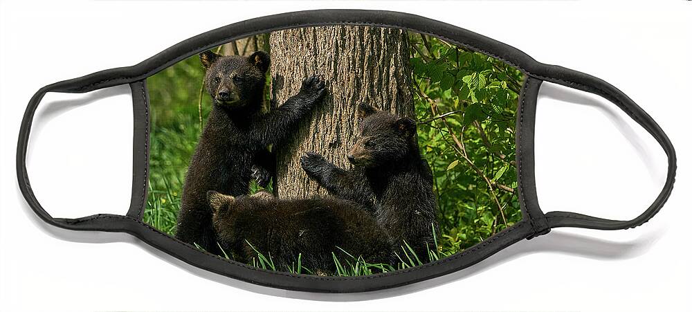 Sitting Face Mask featuring the photograph Black Bear Brood by Brian Kamprath