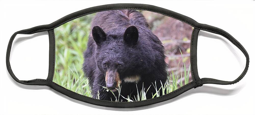 Black_bear Face Mask featuring the photograph Black Bear On The Hunt by Margarethe Binkley