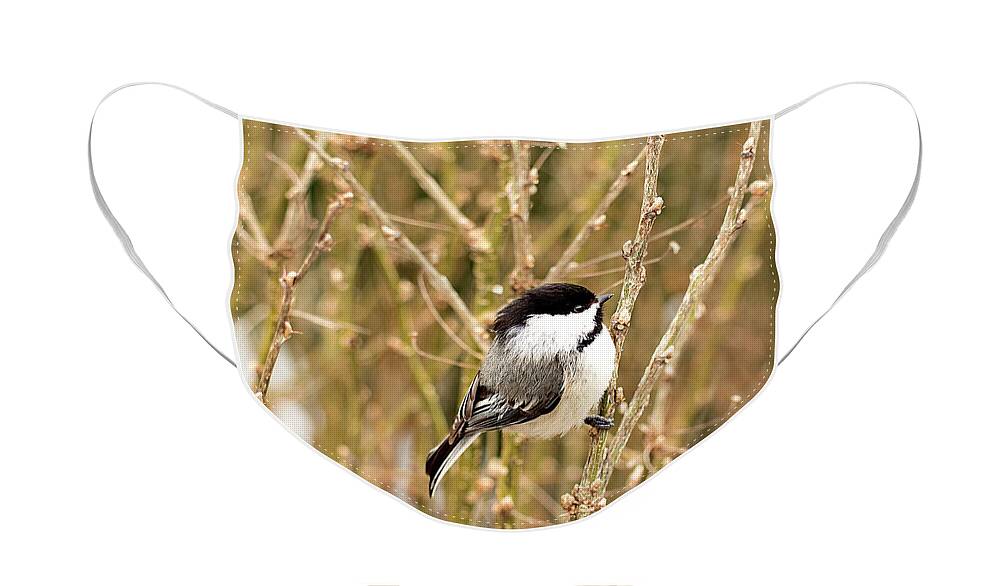 Black Capped Chickadee Face Mask featuring the photograph Black Capped Chickadee Print by Gwen Gibson