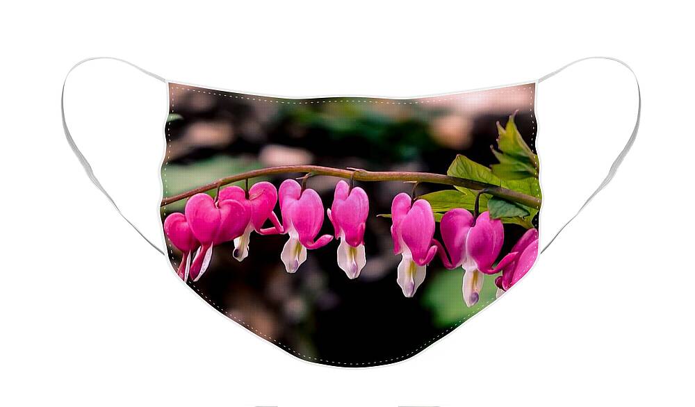 Macro Face Mask featuring the photograph Bleeding Hearts II by Susan Rydberg