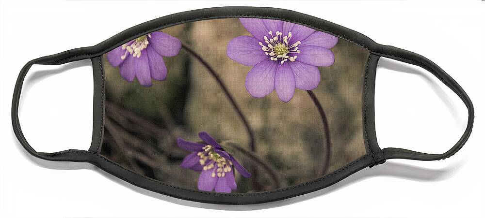Common Face Mask featuring the photograph Blue violet anemone flower growing in a stone wall by Amanda Mohler