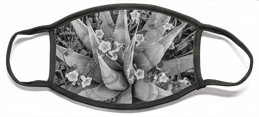 Disk1215 Face Mask featuring the photograph Bluebells Blossoming On Agave by Tim Fitzharris