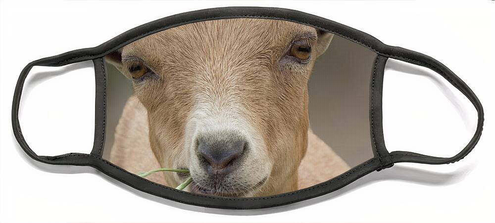 Goat Face Mask featuring the photograph Brown baby Goat by Christy Garavetto