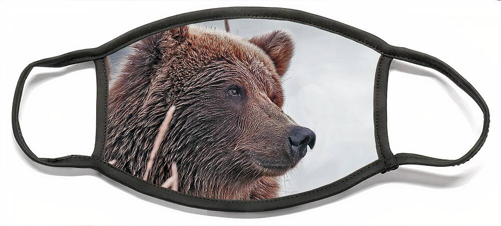 Wild Face Mask featuring the photograph Brown Bear in Deep Thought by Gary Langley