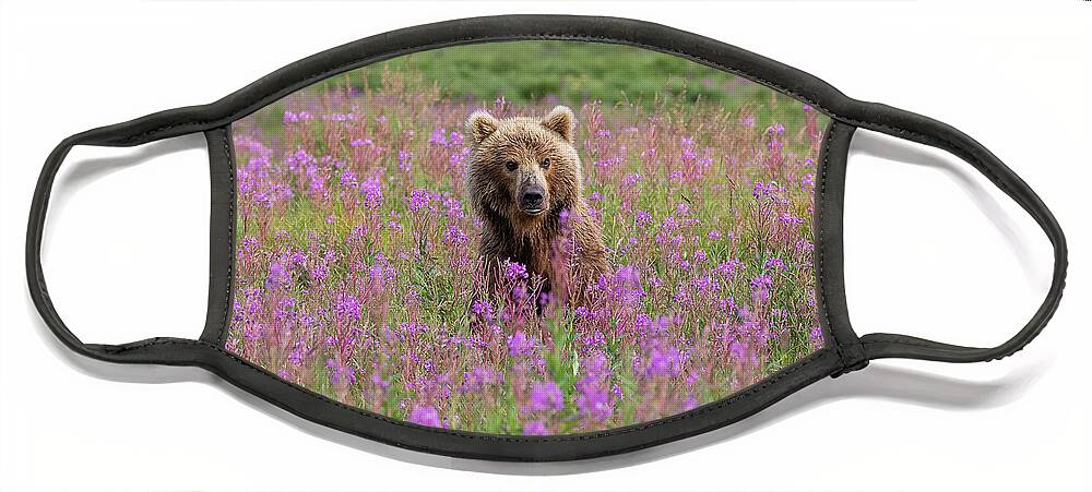 Bear Face Mask featuring the photograph Brown Bear Sow in Fireweed by Tony Hake