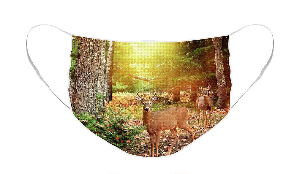 Whitetail Buck In The Setting Sun Face Mask featuring the photograph Buck in the setting sun print by Gwen Gibson