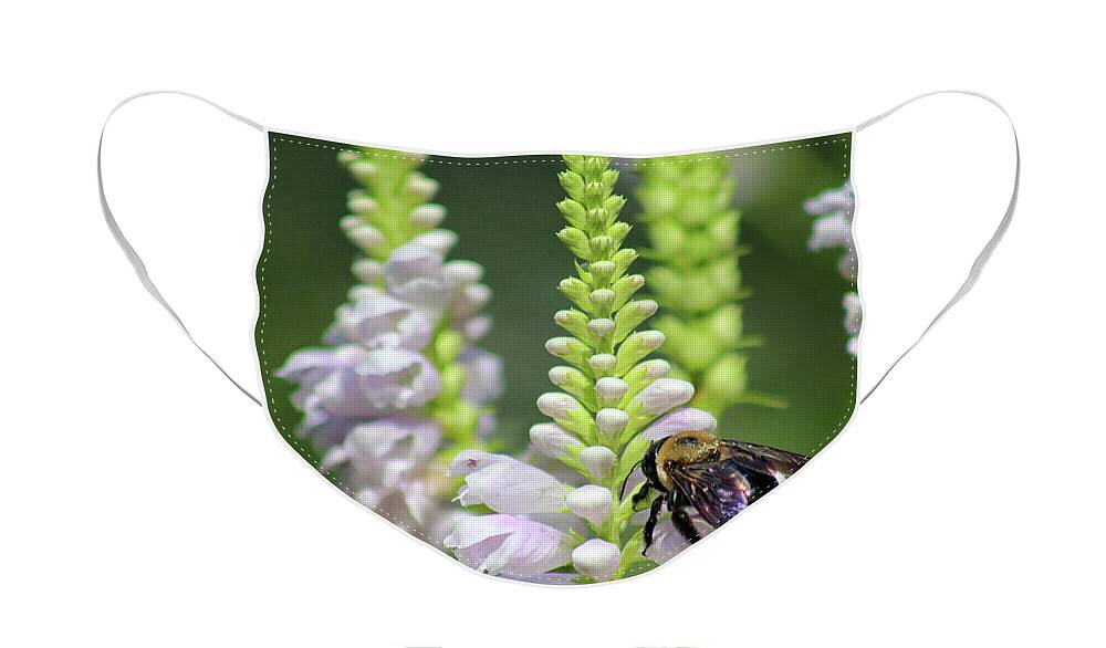 Bumblebee Face Mask featuring the photograph Bumblebee on Obedient Flower by Karen Adams